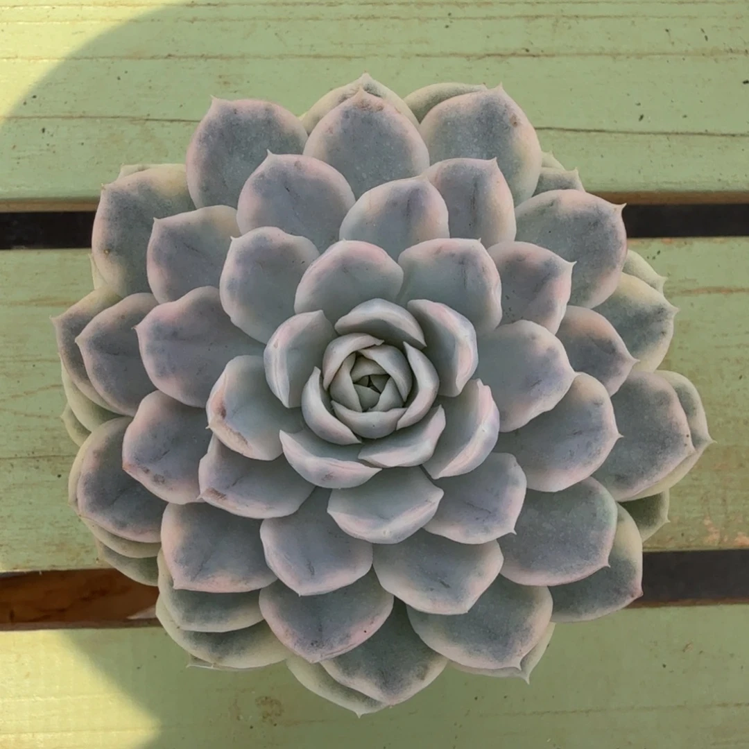 雪球锦锦上园艺一物一拍