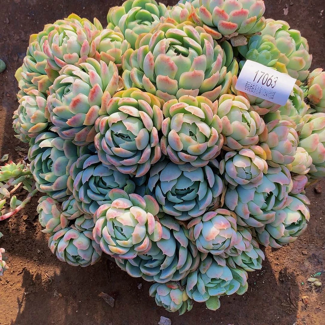 烟***花贝瑞17063多肉多肉率