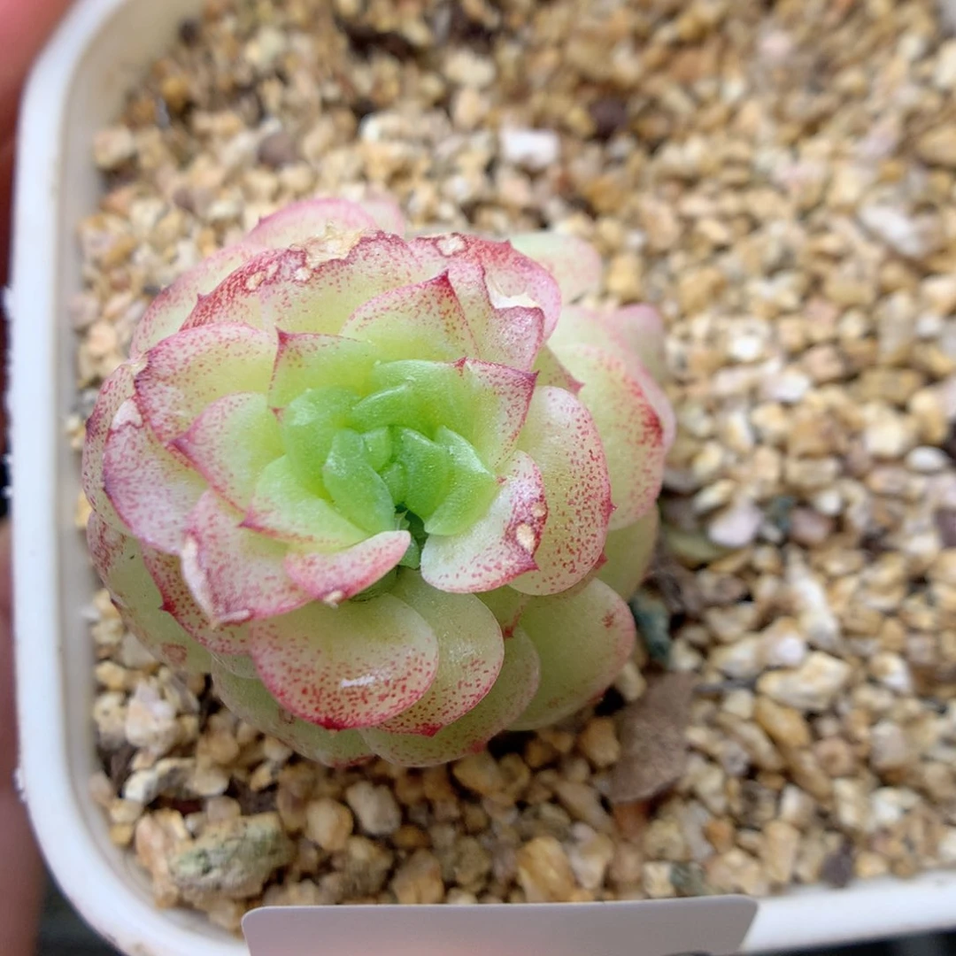 X2新品优选编号小脸麦杆猪