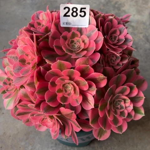 285女巫22厘米左右