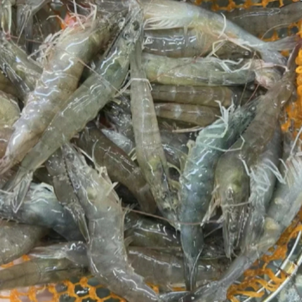 鲜活基围虾半斤