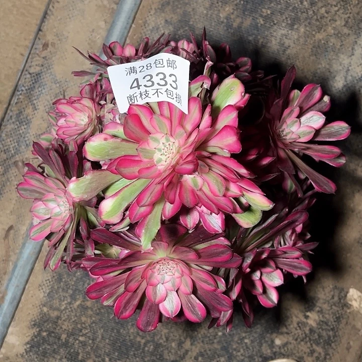 4333丛林红铜白多肉植物