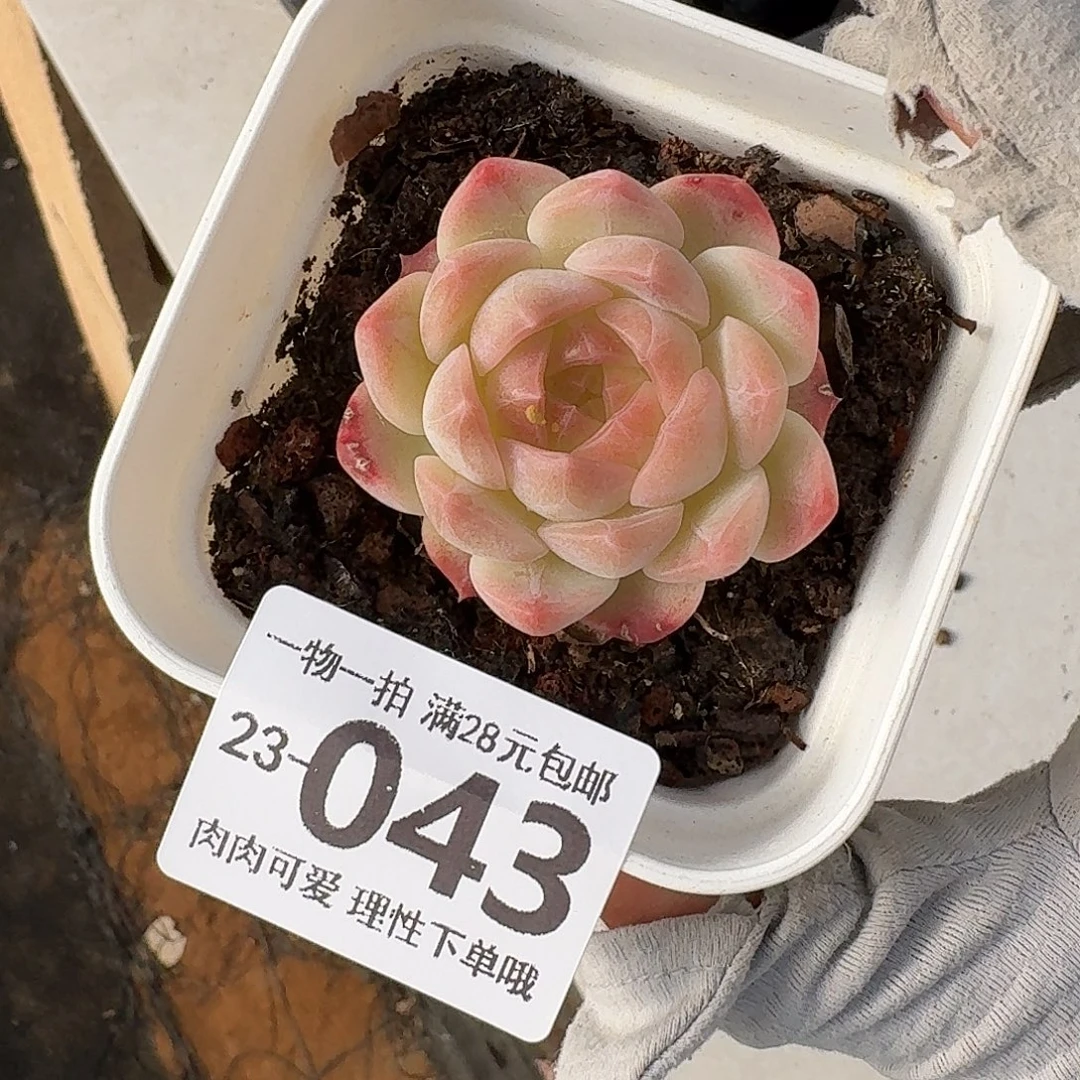 梦幻泡影无盆土发货无盆