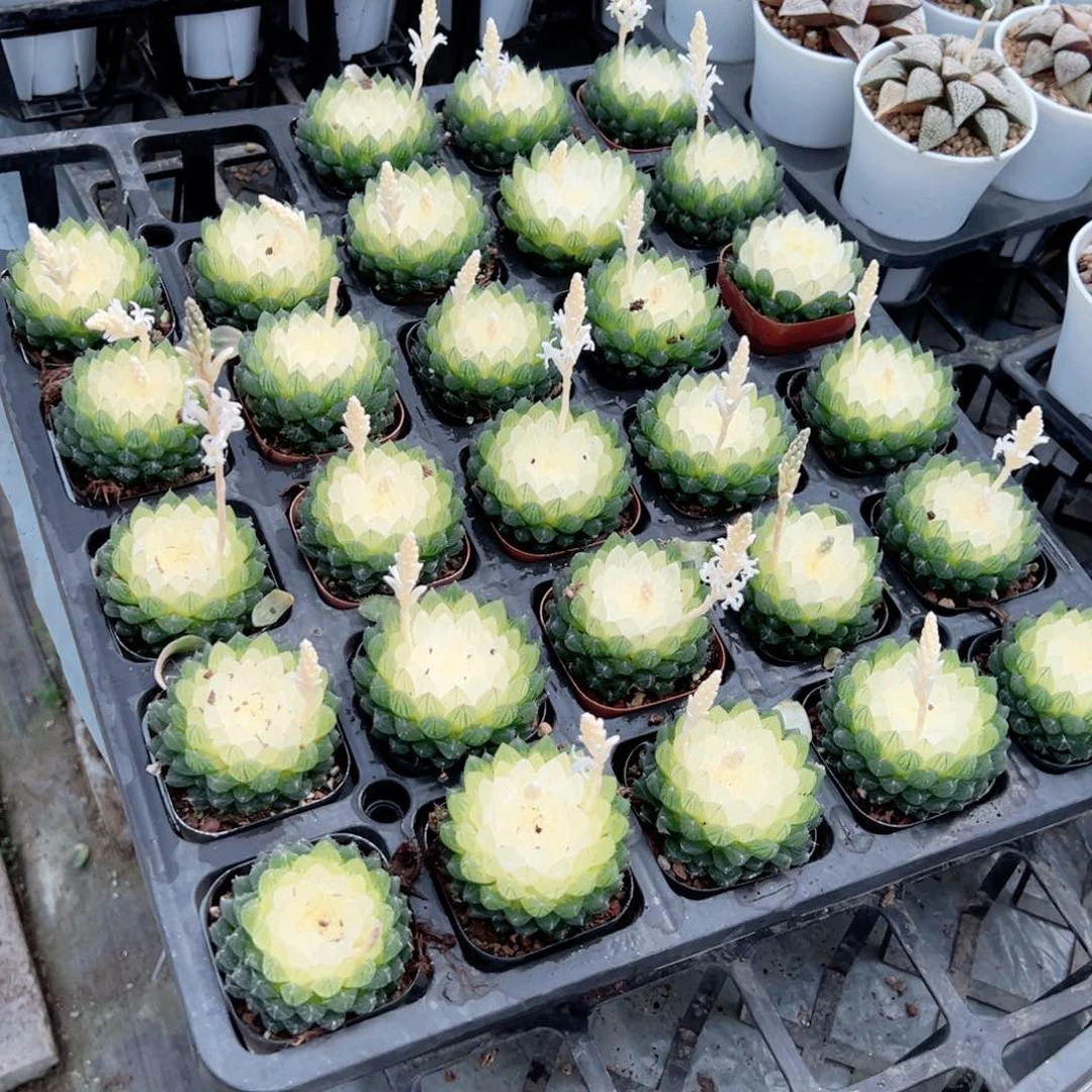 母本宝莲灯玉露多肉植物一颗