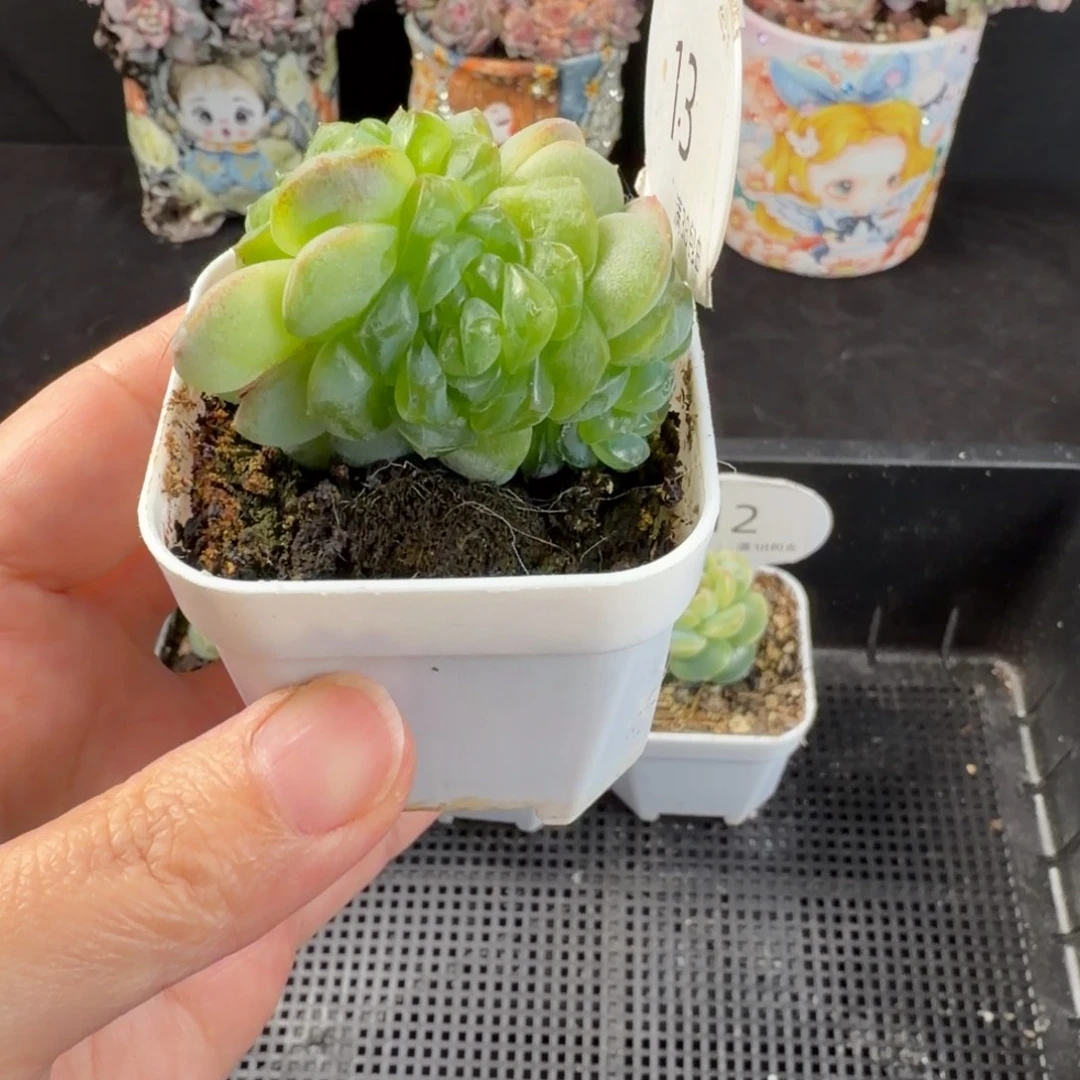 冰透糖心三头群13号