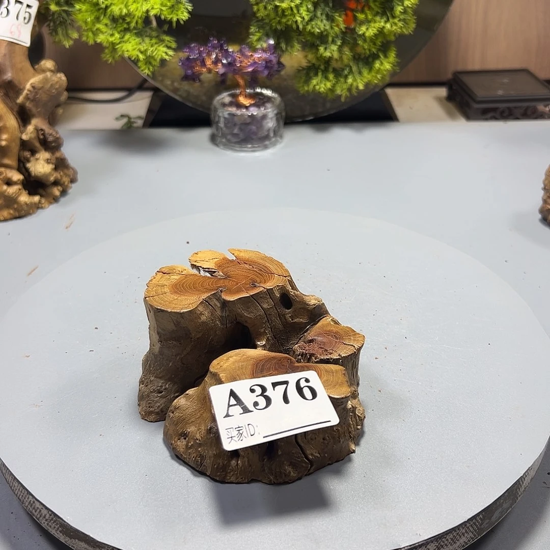 站***！大果紫檀（缅甸花梨）