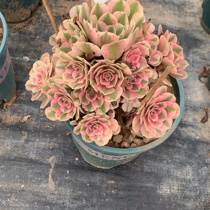 112粉女巫多肉植物特价