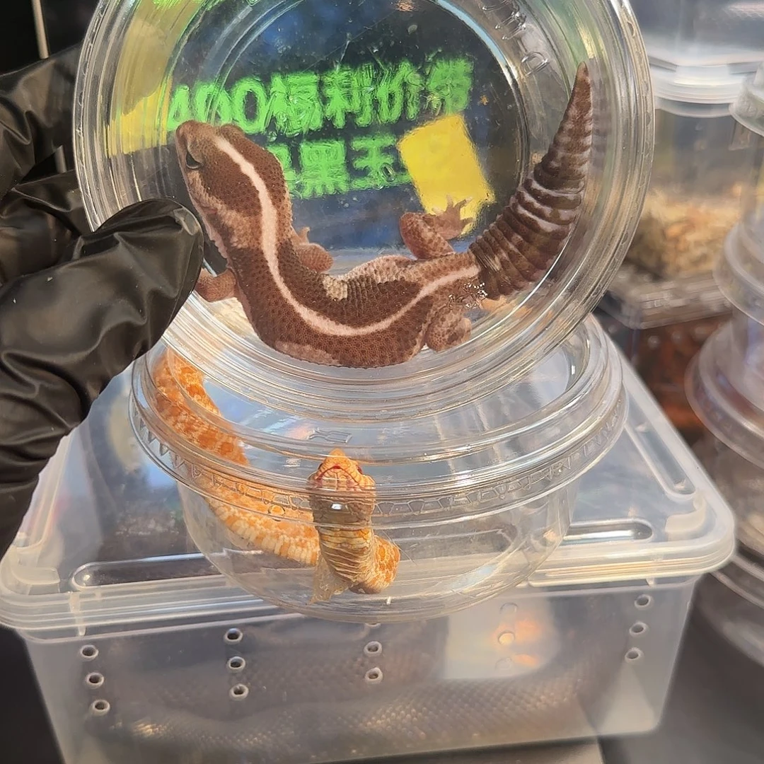 肥尾守宫00000000003