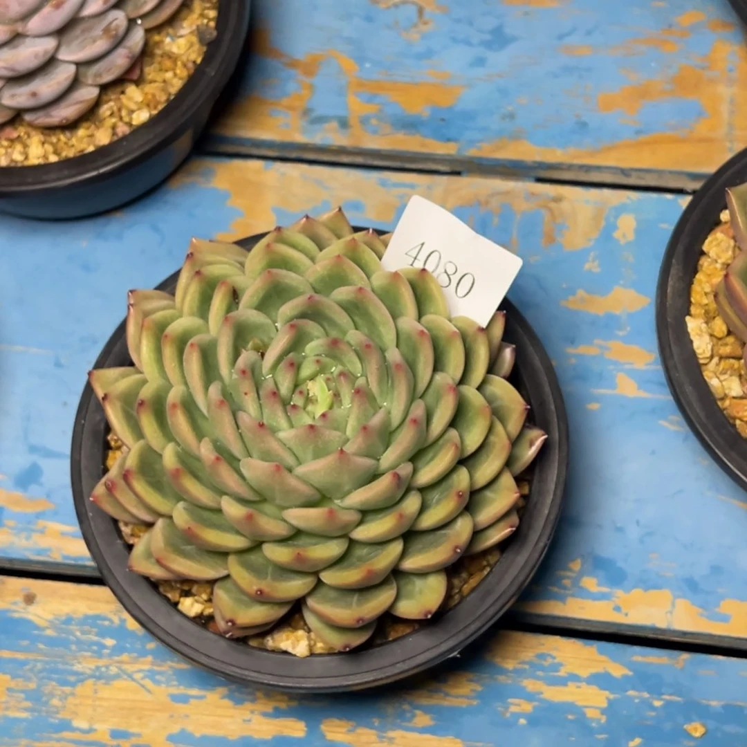 森*4080多肉多多多多多多