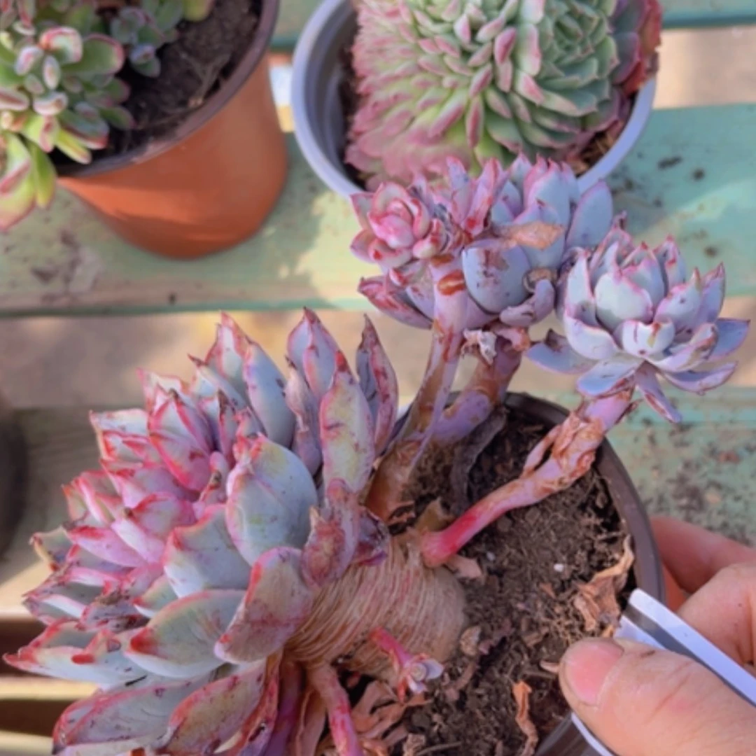 【闪购商品】赫拉1743