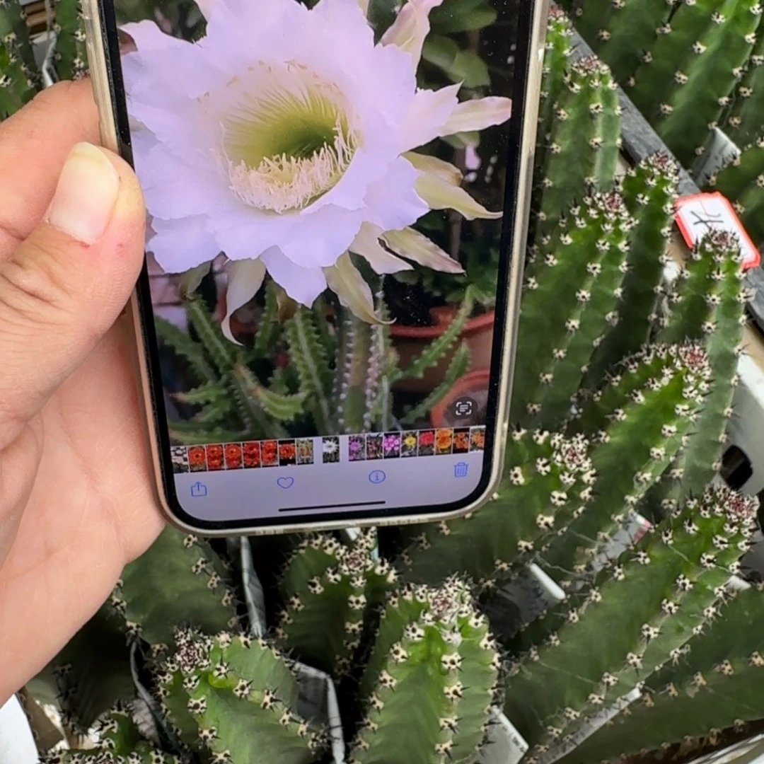 黑刺无根侧牙25公分左右斑，20包邮