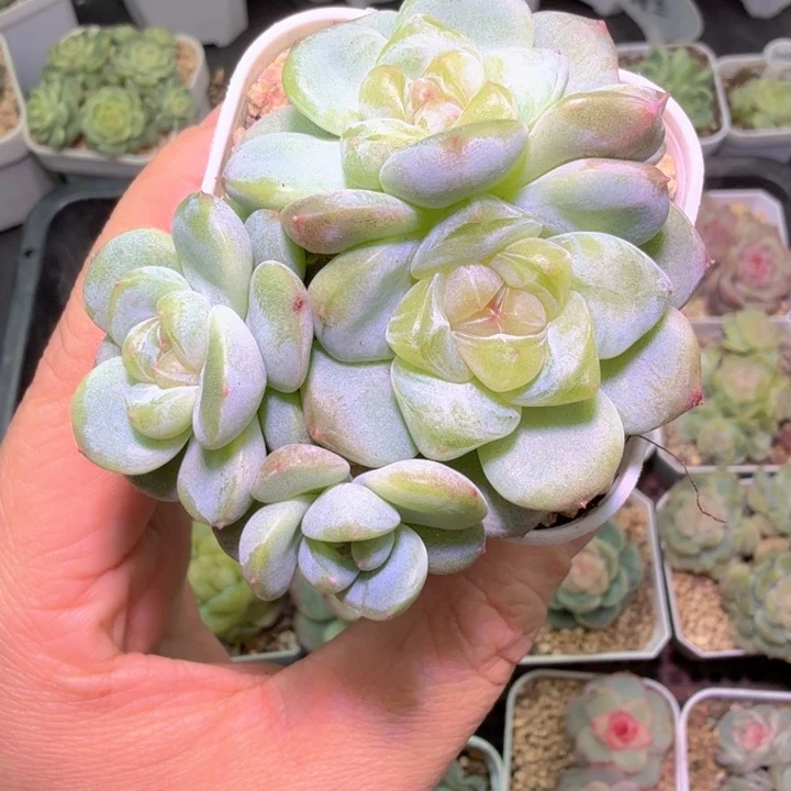 阿***杜优选刚毅多肉群生
