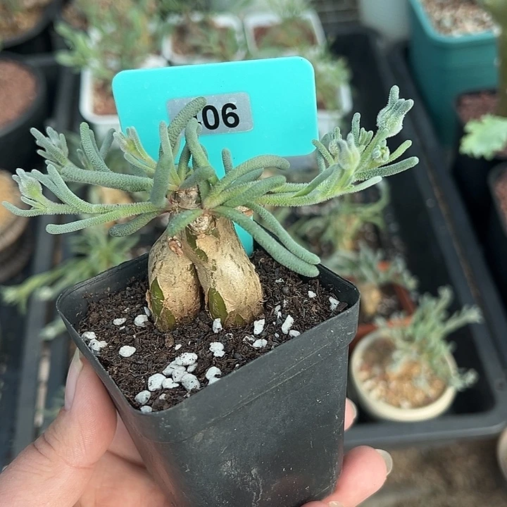 蛋清霜多肉植物一颗