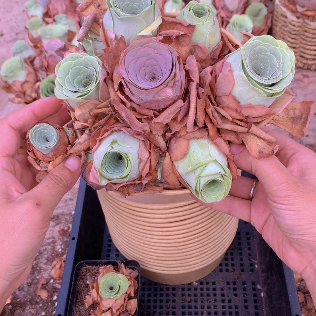 7颗大单头多给1颗量拍