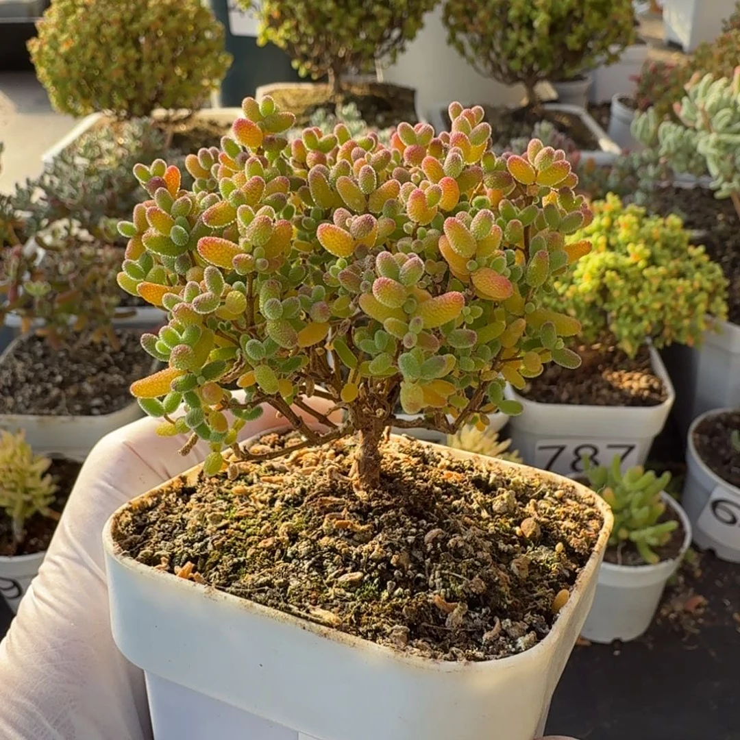 844蜜橘糖球一物一拍