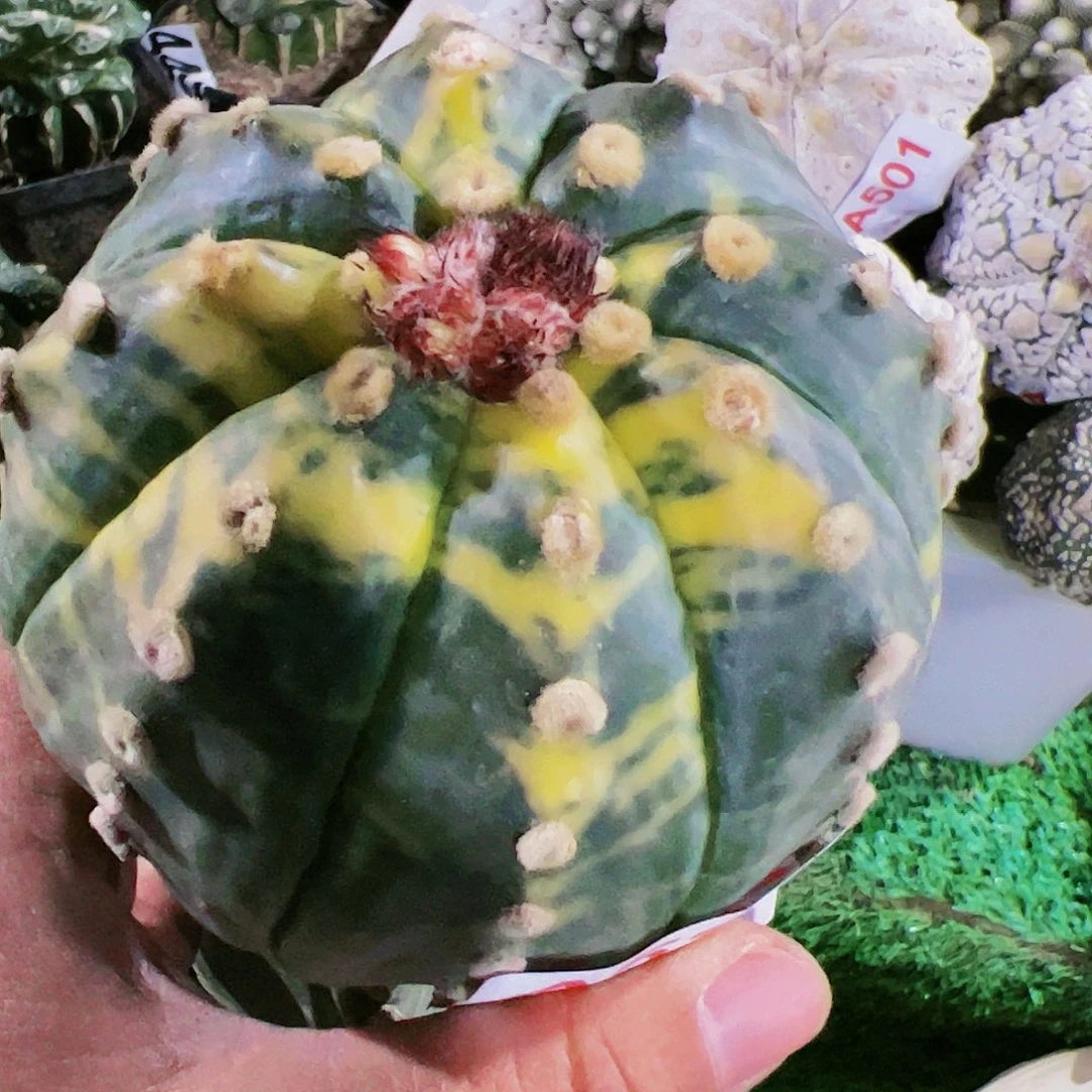 老**花大兜锦仙人球524