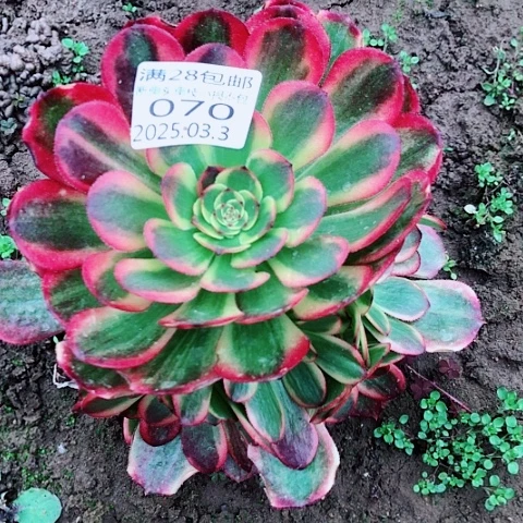 3.3-70琳琅多肉植物