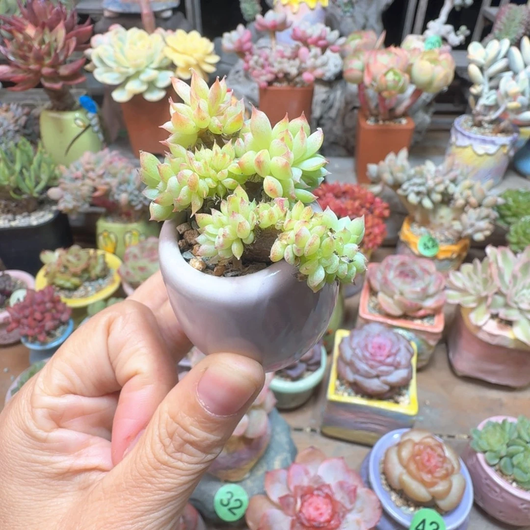 虞姬麦秆缀 多肉含盆土 一物一拍