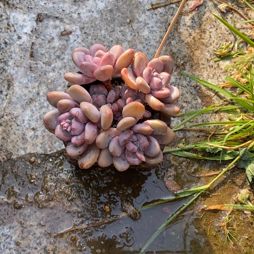 水****～多肉植物三明治美人