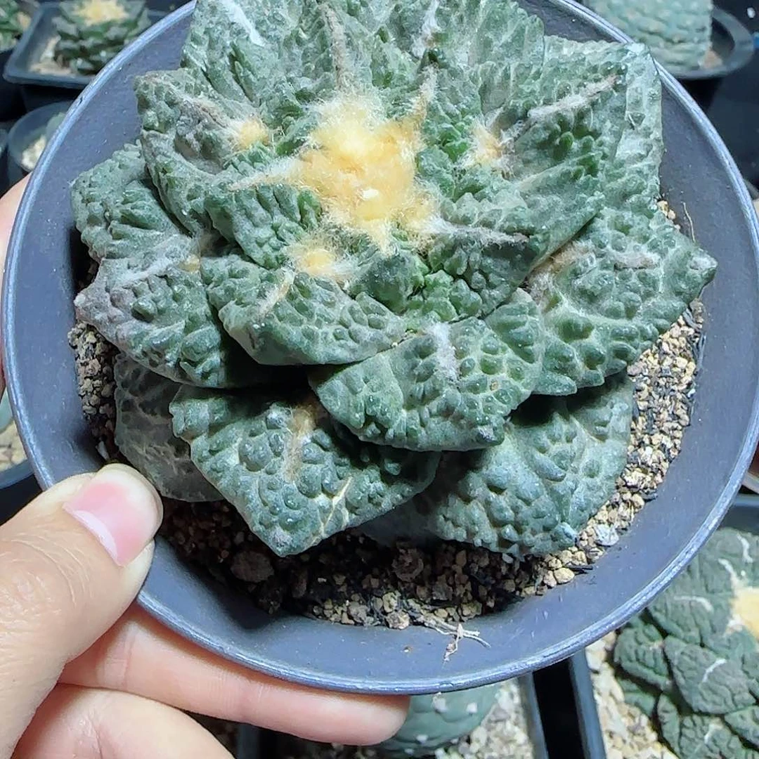 用****4一物一拍所见即所得