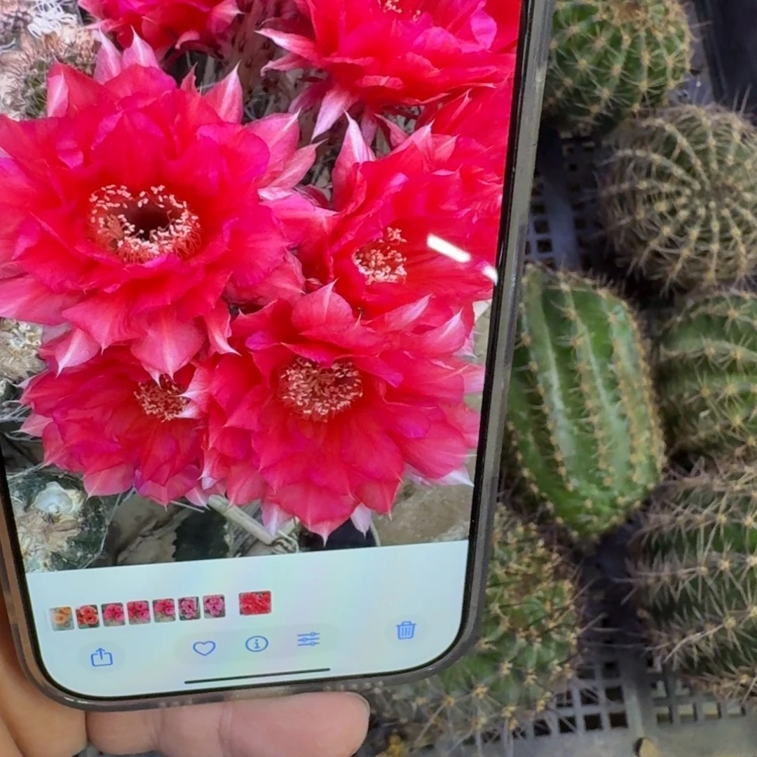 374彩草40歪无根侧牙4公分以上，20包邮