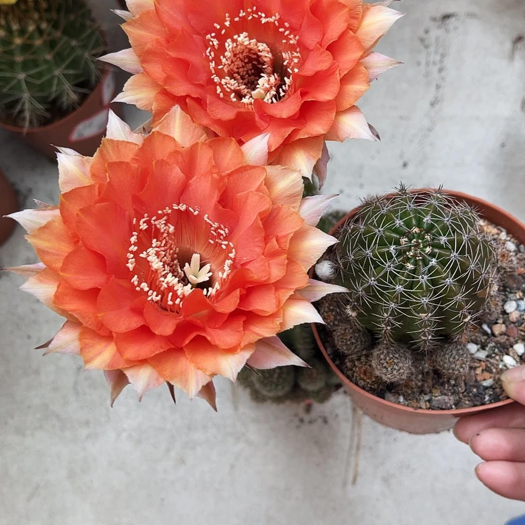 彩草84号6公分左右有干皮