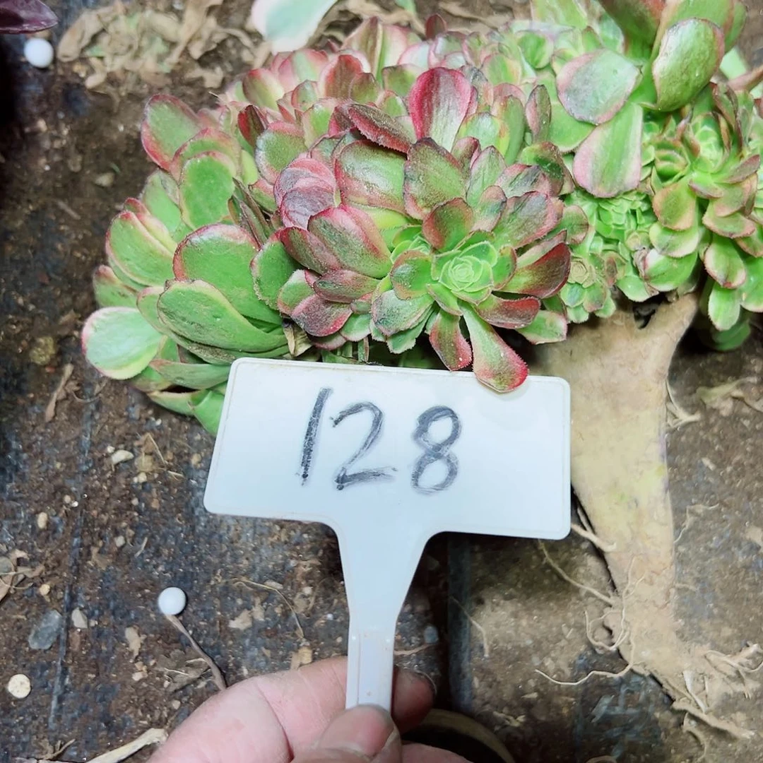 多肉植物奶白缀花