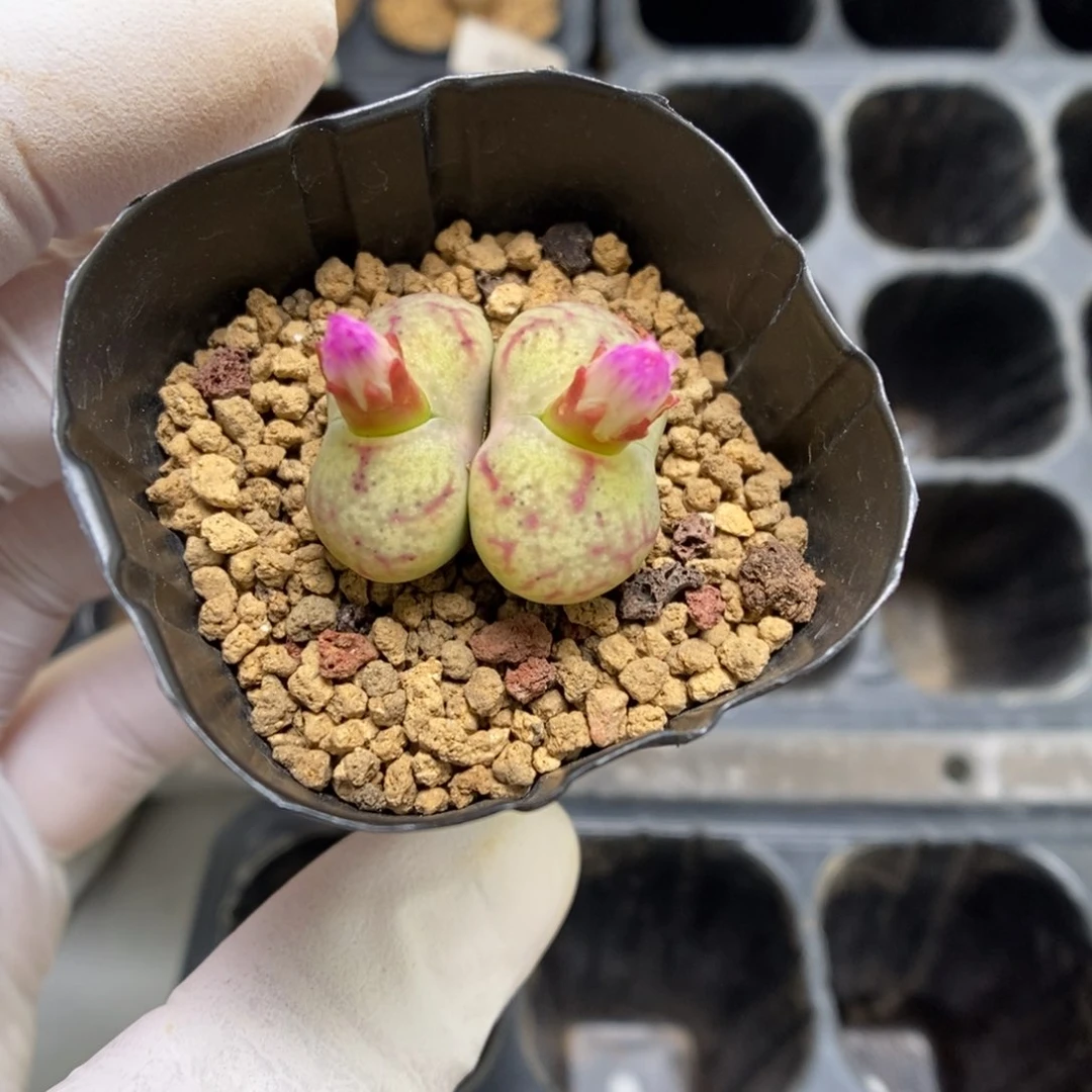 多肉植物肉锥杂交K-4362