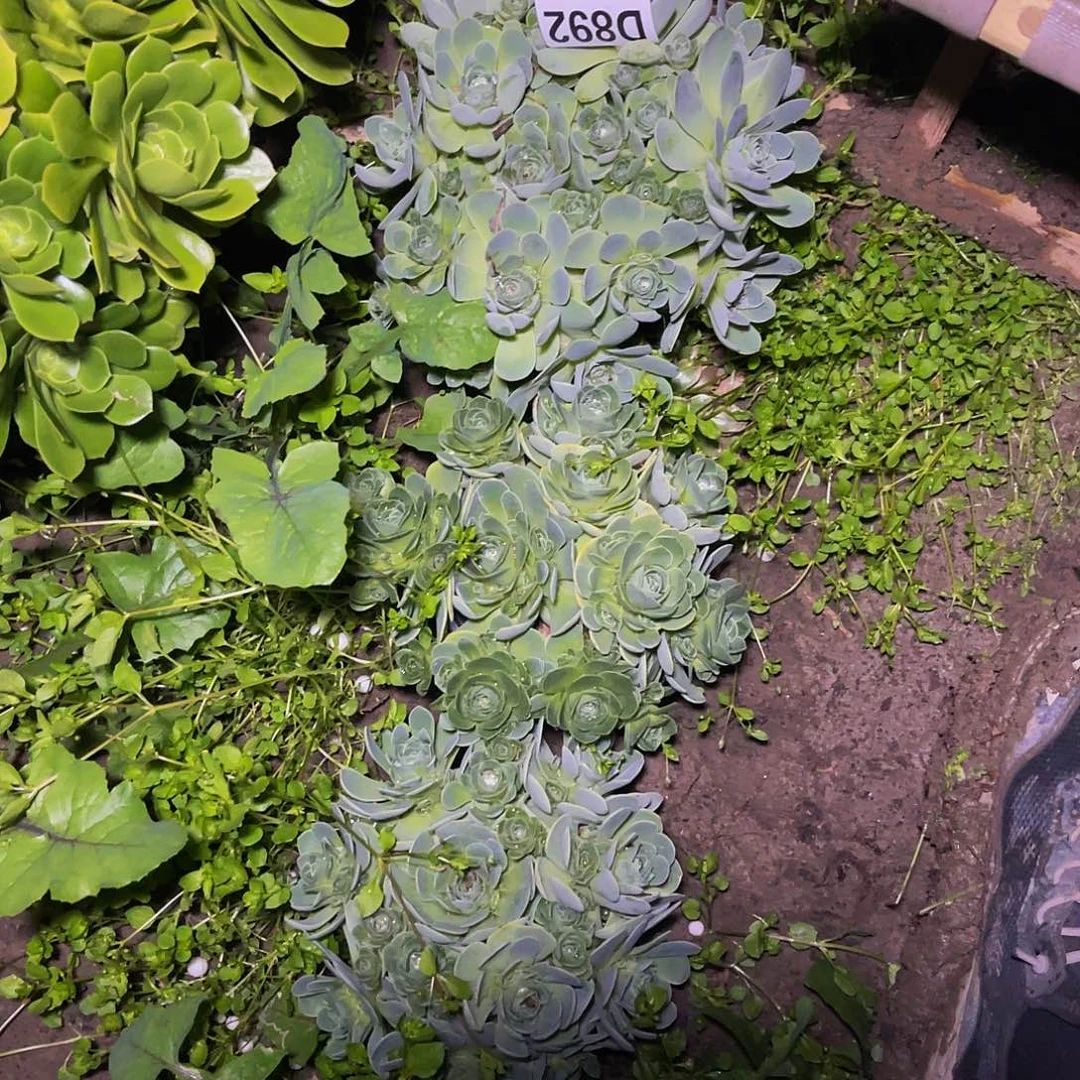三盆法师15-6包邮法师