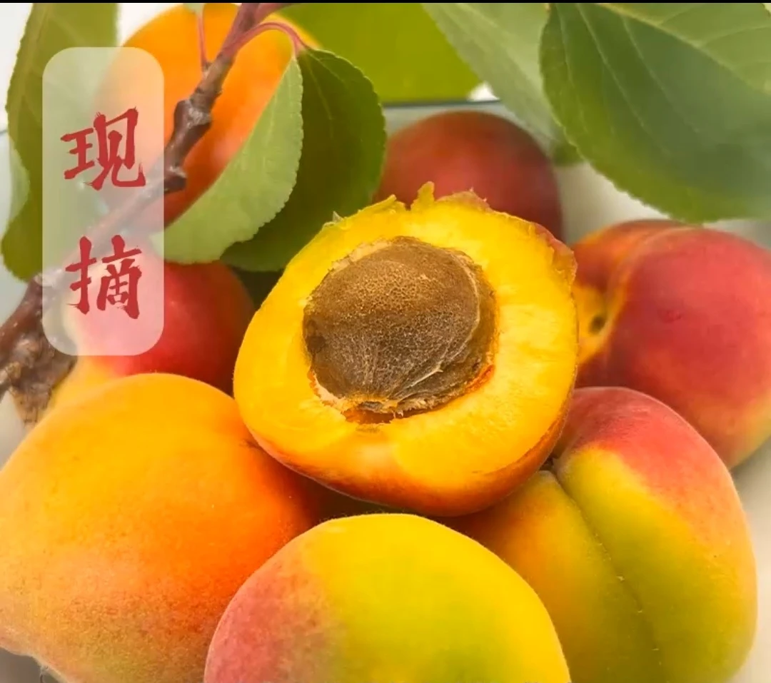 陕北山地巴杏好吃酸甜