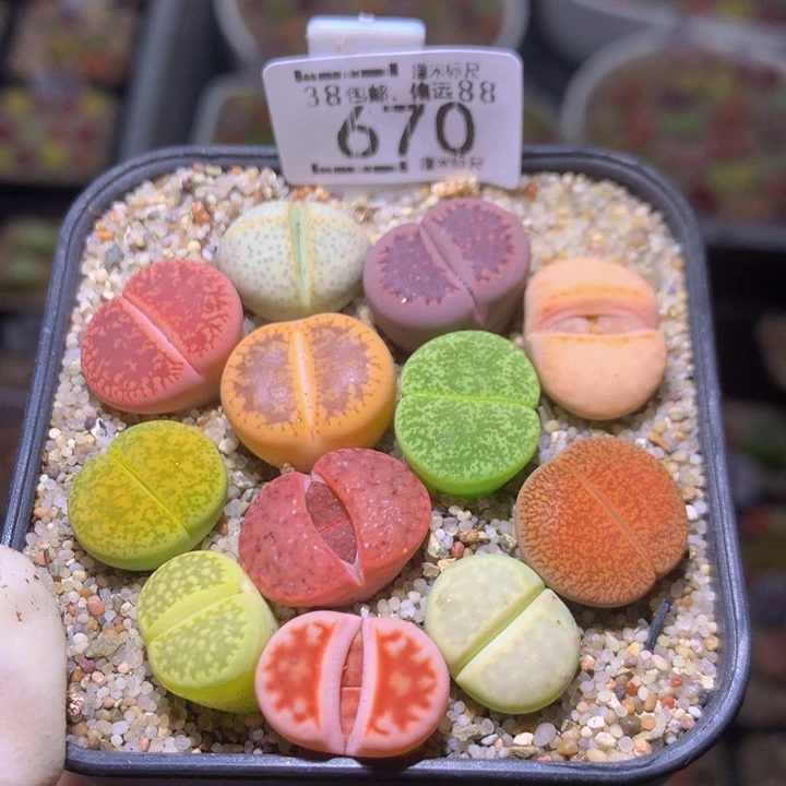 Sss精品生石花670