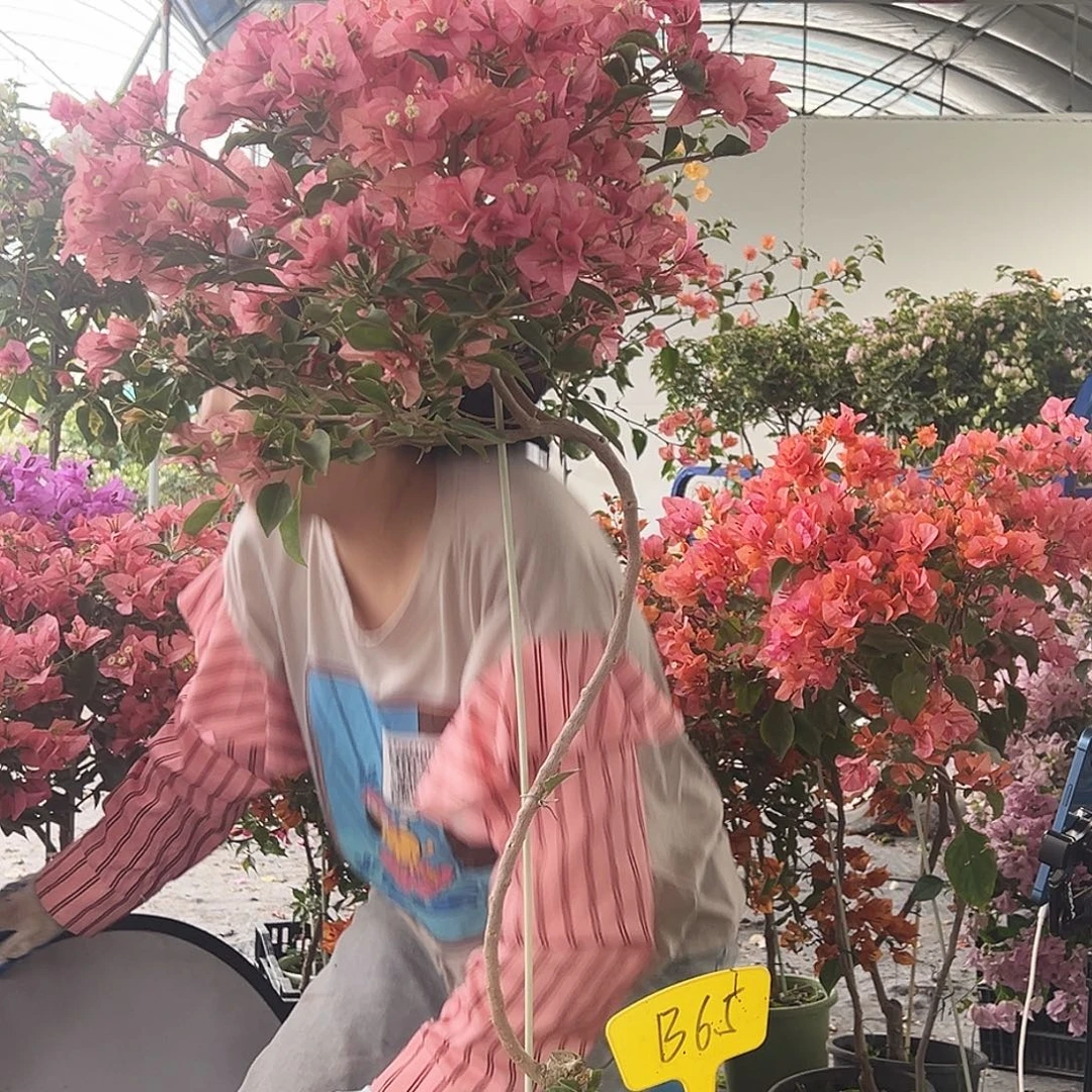 星***海大部分花苞少量开放B65卡亚塔