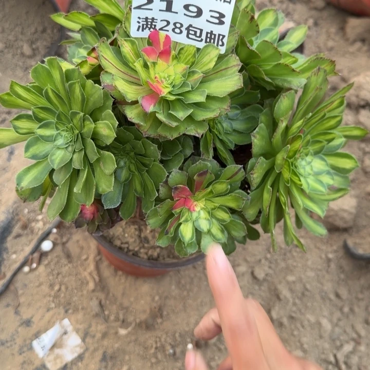 2193嫁接知否三号棚