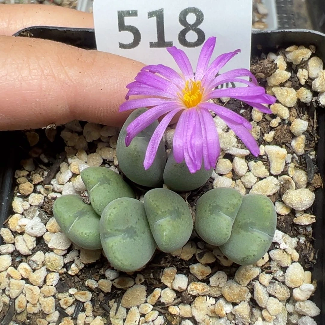 【闪购商品】518……