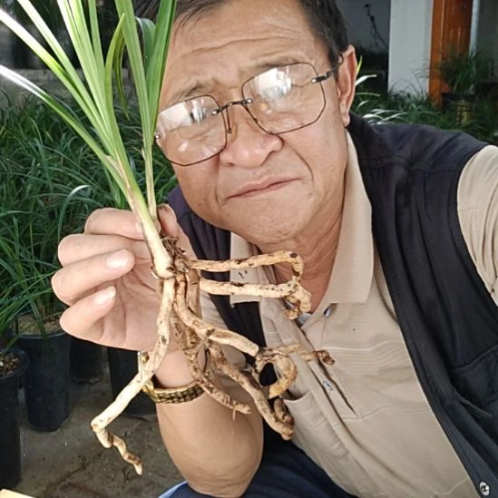 完全开放莲瓣兰石鼓大雪素