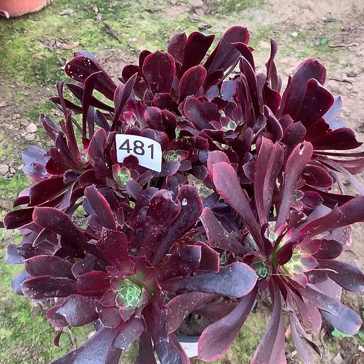 无花朵481金丝缺南