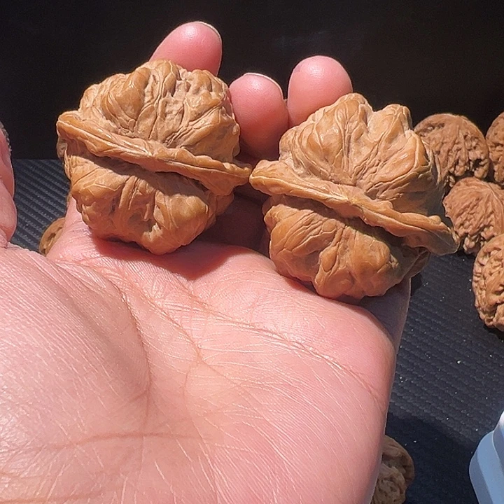 核桃全品无修45蛤膜头