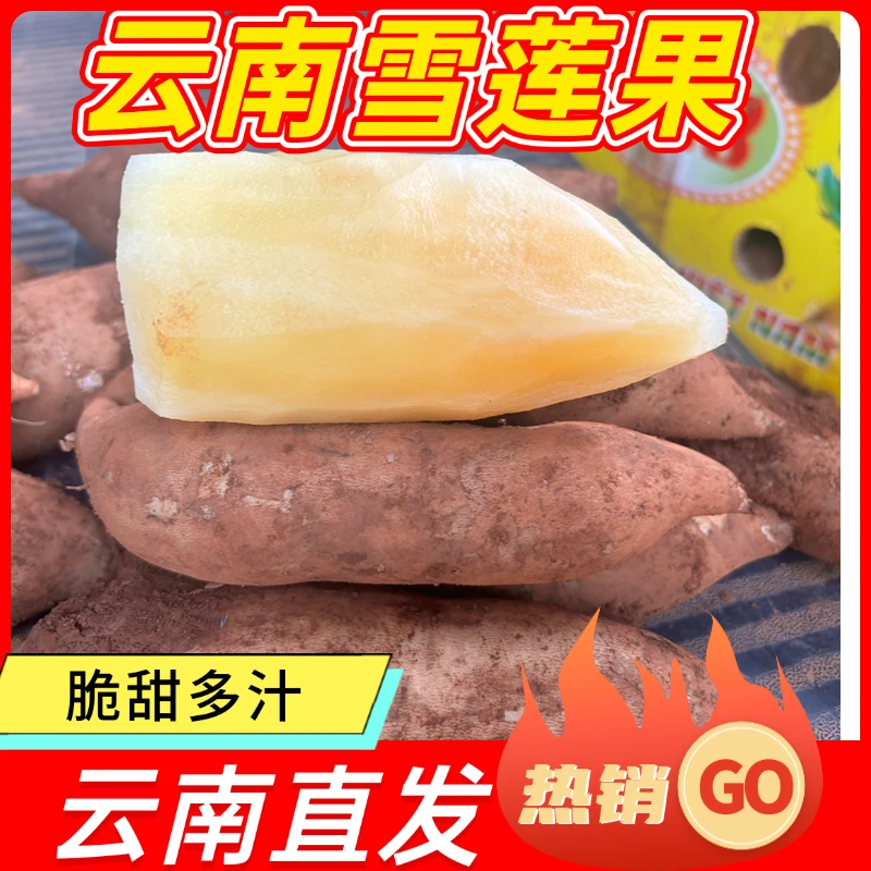 【头茬】正宗云南雪莲果黄心新鲜应季水果清甜脆爽多汁新鲜现挖