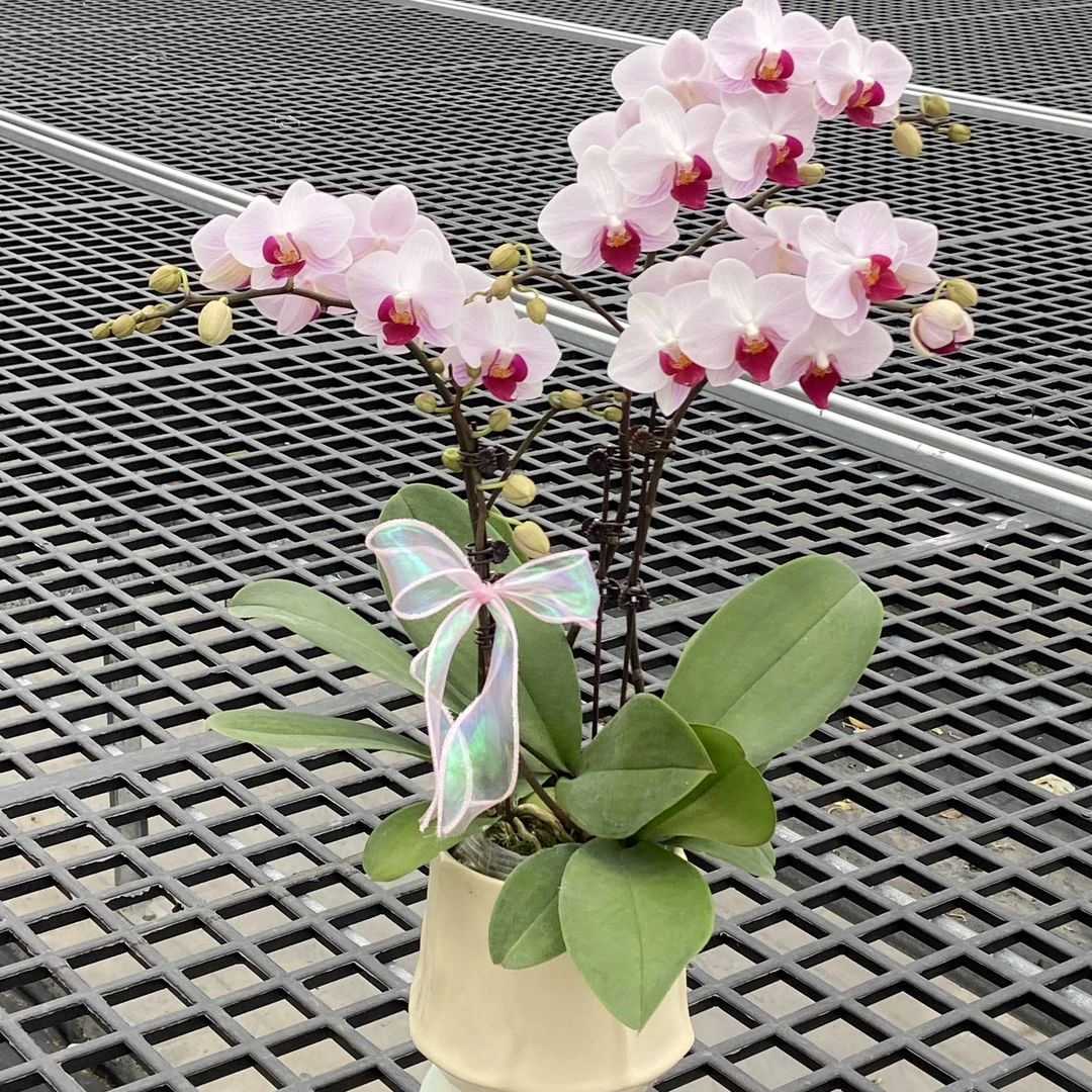 貂蝉 中花型 粉白渐变色 好养耐养耐高温 欧品蝴蝶兰 基地直发