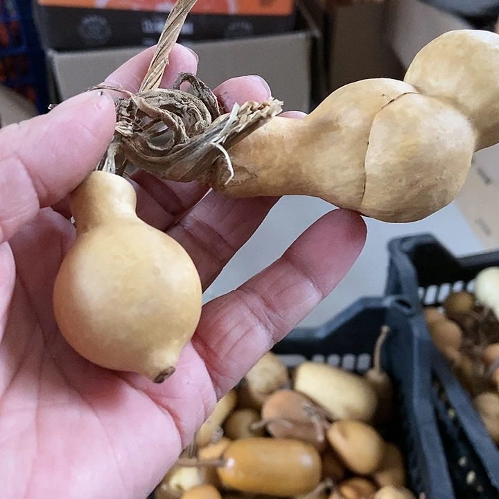 平**乐xho g x fu io