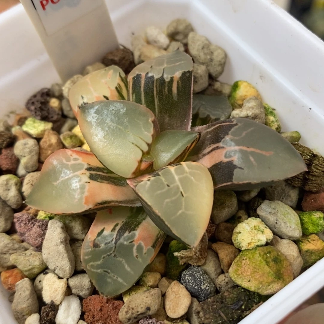 293火凤凰锦一物一拍