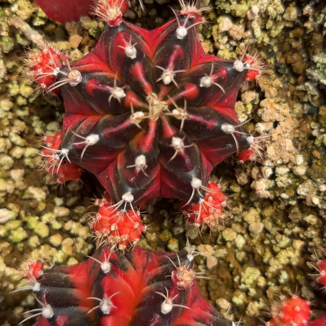 84-0103泰国发货多肉