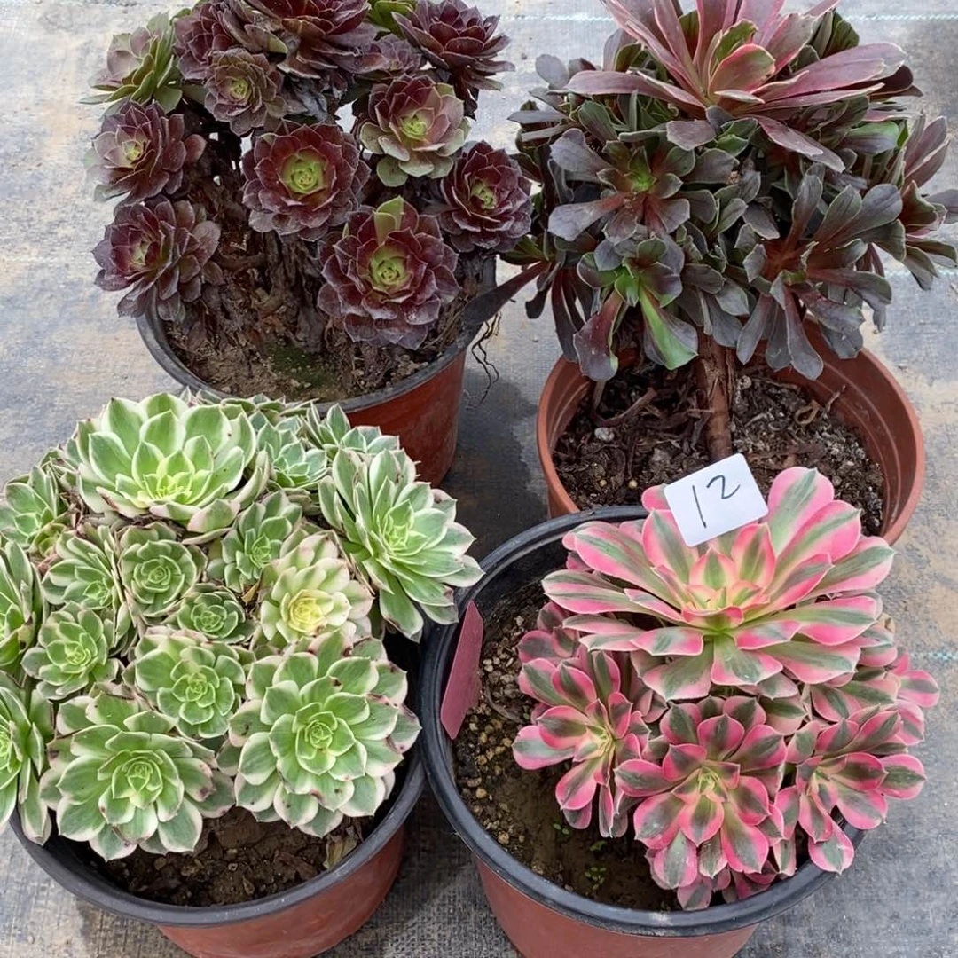 多肉植物组合拼盘12
