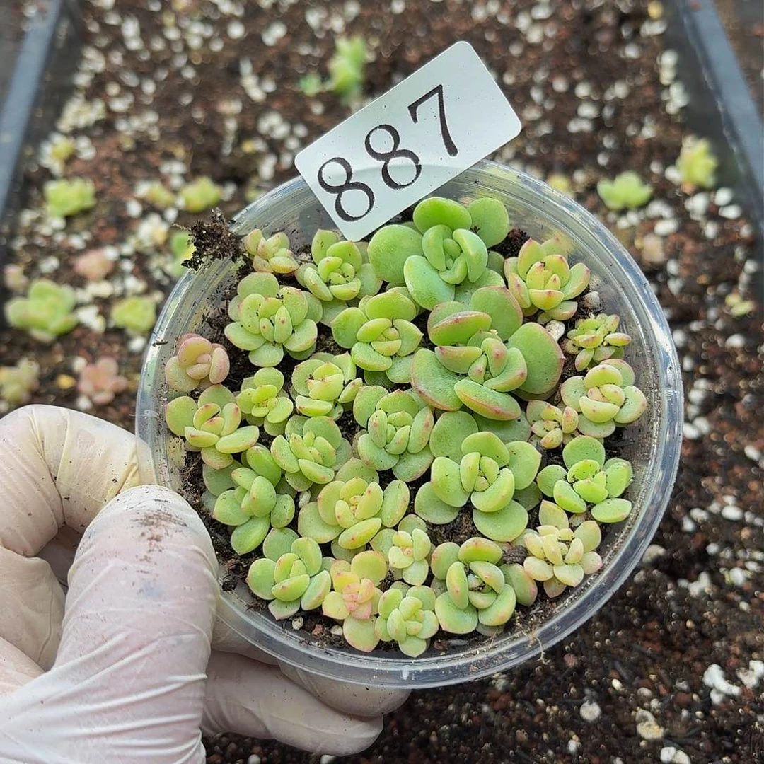 多肉植物多肉植物887