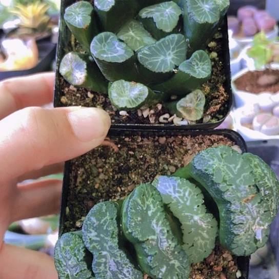 无花朵1075，两颗如图万象玉扇