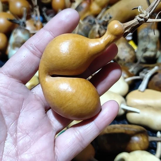 葫芦回来后葫芦葫芦