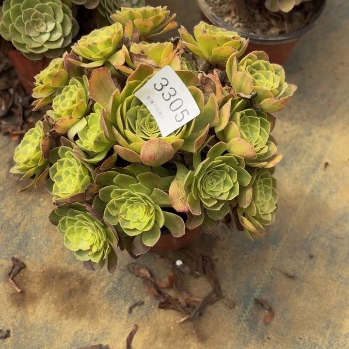 雨荷多肉处理不包断头3305