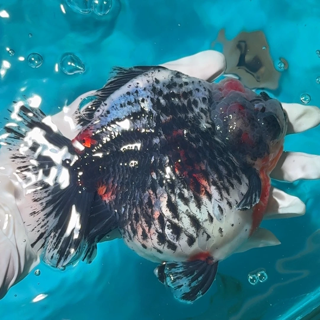 金鱼精品大货短尾将军狮子