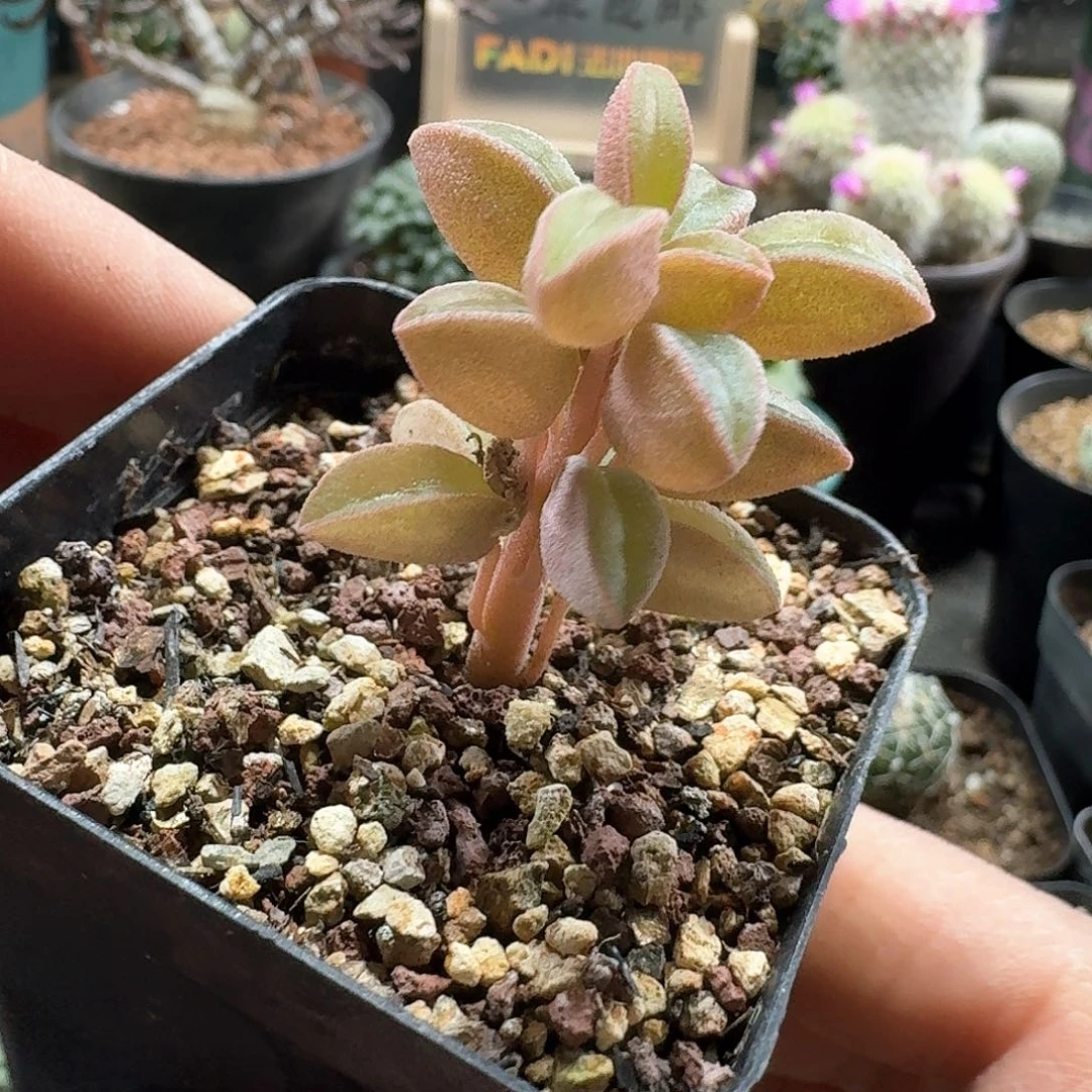 438玛格丽特椒草带盆发货