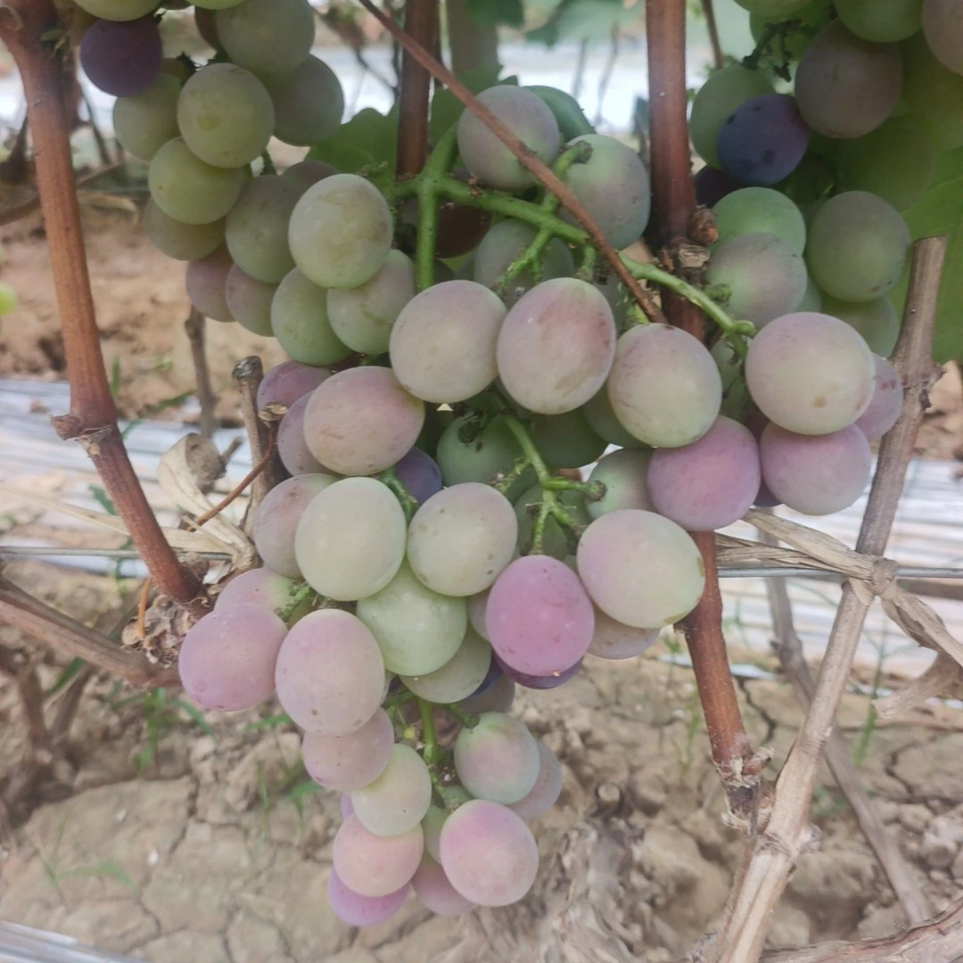 经典老品种巨峰葡萄自然成熟酸甜可口小时候的味道